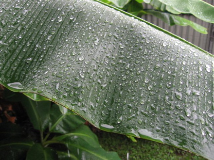 feuille